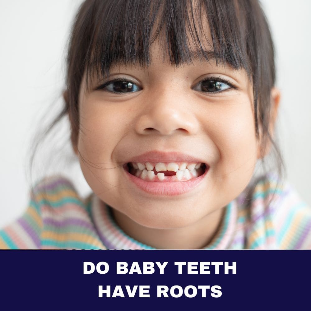 Do Baby Teeth Have Roots 2